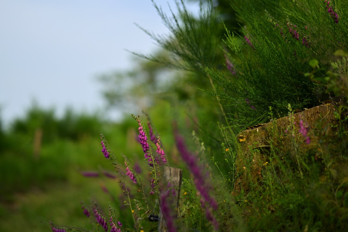 Stacks Image 135