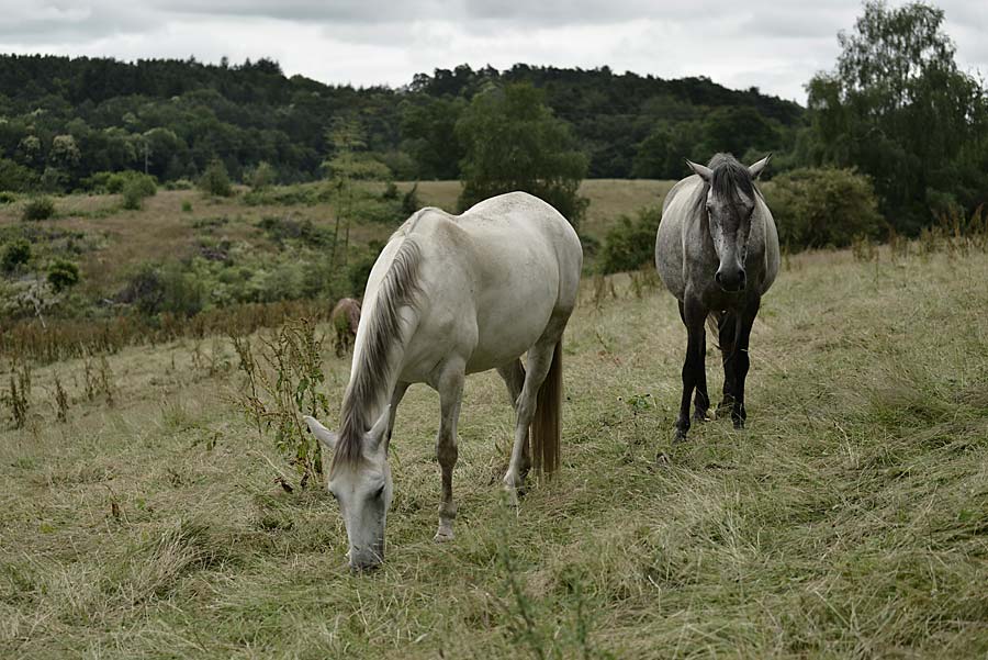 Hanneke-paarden