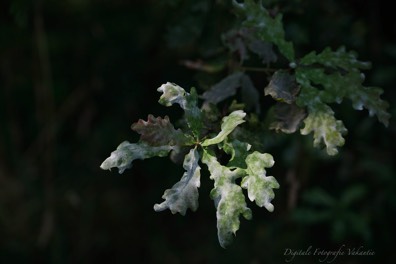 Stacks Image 413