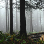 Ansjelien-bomen-in-alle-soorten.jpg