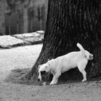 Mirte-plassende-hond.jpg