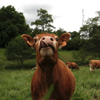 Henk-la-vache-qui-rit.jpg