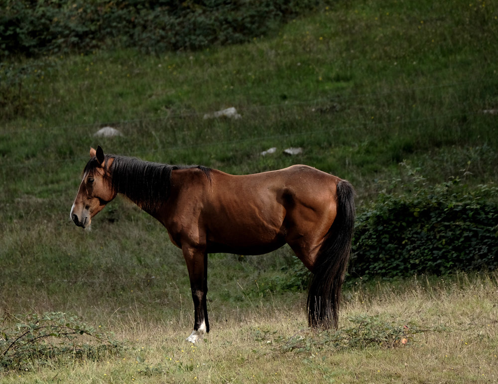 Job solo paard.jpg