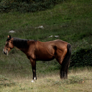 Job solo paard.jpg