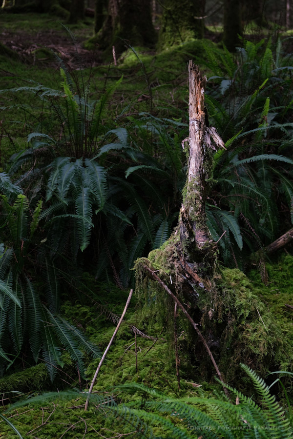 Hermien hout.jpg