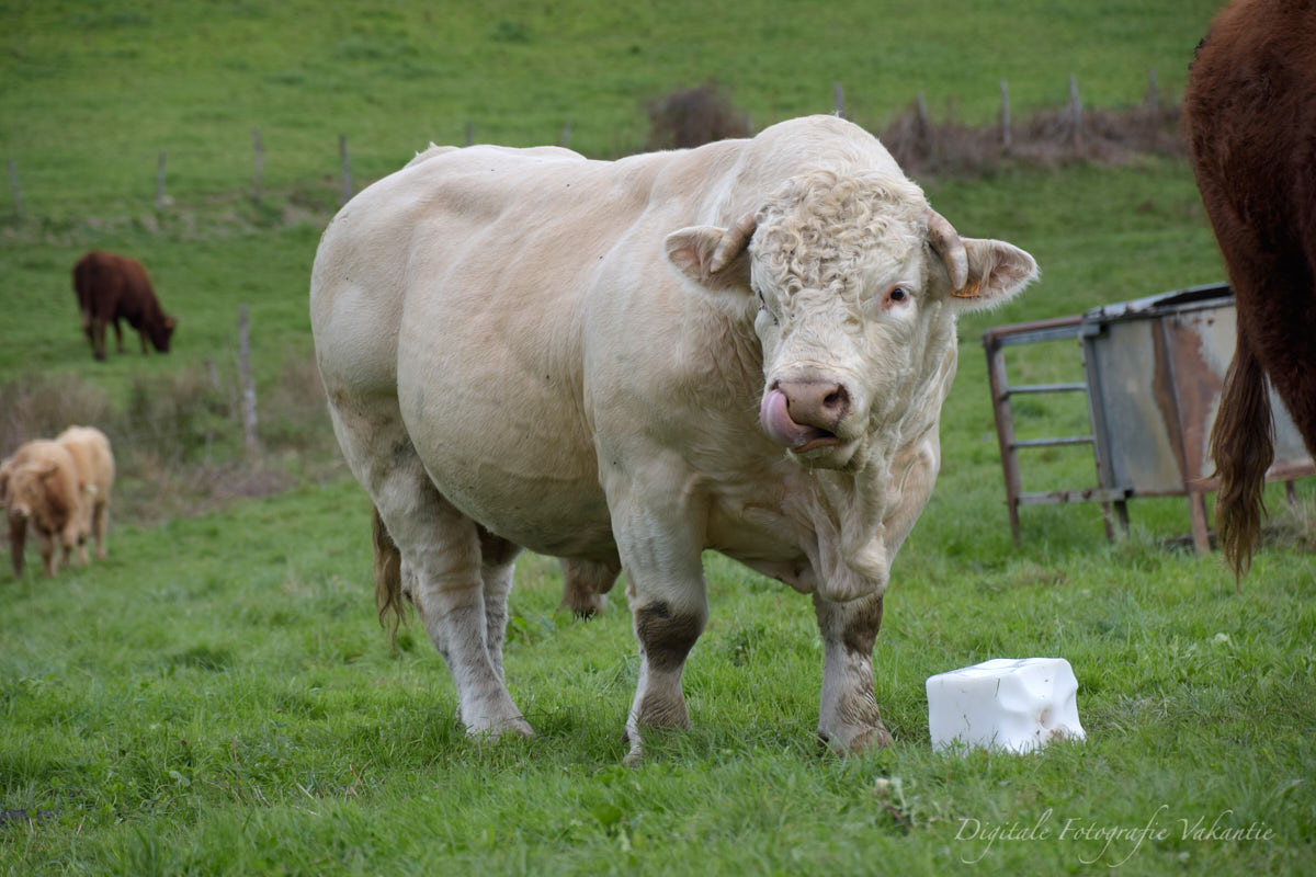 Atik koeien of stieren knallen.jpg