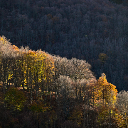 Jan Gouden herfst.jpg