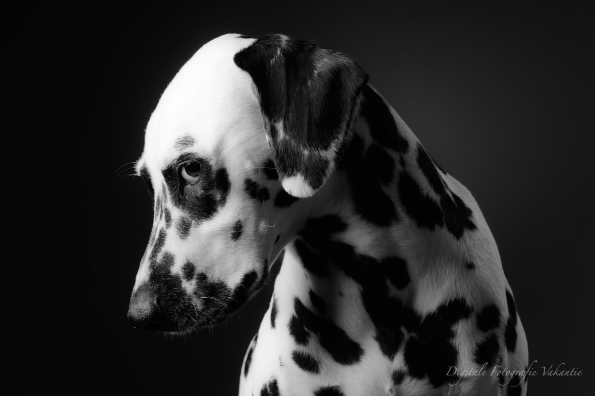Koen portret sjaman.jpg