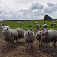 Klaas-kudde-schapen.jpg