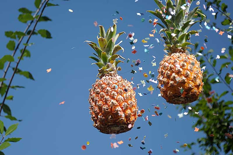 Anelies-ananas-feest2.jpg