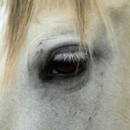 Tessa paarden zijn eng.jpg