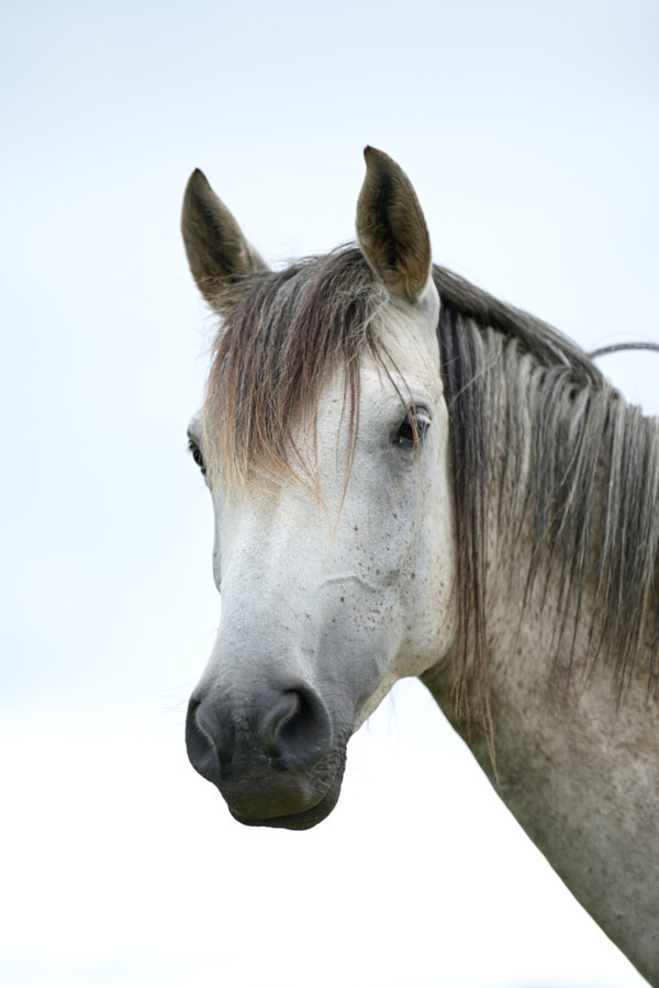 Fer paarden bof.jpg