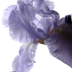Flora-Bram-iris