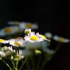 Jolanda-contrast-bloemen